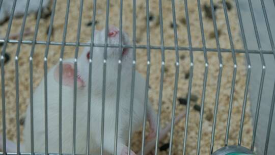 实验室里的小白鼠视频素材模板下载