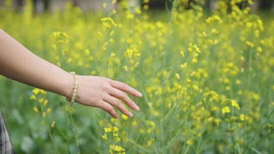 女孩子手抚摸油菜花