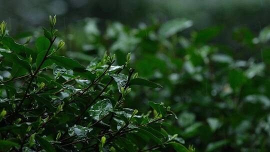 春雨雨滴茶园新茶杭州西湖龙井升格视频