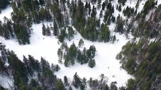 松树被雪冻住了视频素材模板下载