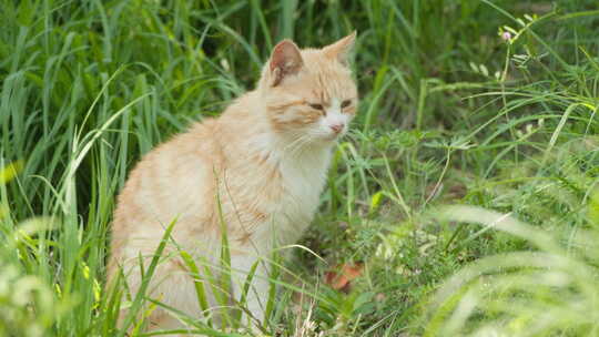 春天公园里可爱的猫咪流浪猫