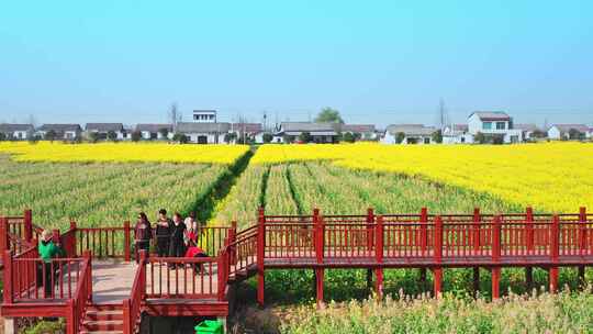 油菜花唯美意境春暖花开