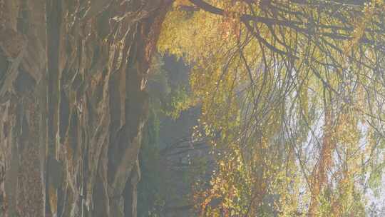 垂直视频雾森中的山河河河上浓雾树叶