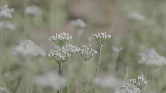 野韭菜花LOG视频素材