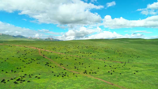 草原、草原上的牛羊、草原风景