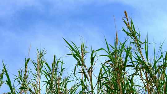  绿色 花草 植物 实拍视频