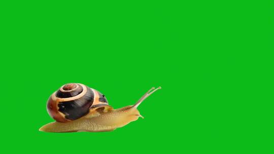 绿幕-动物-蜗牛爬行