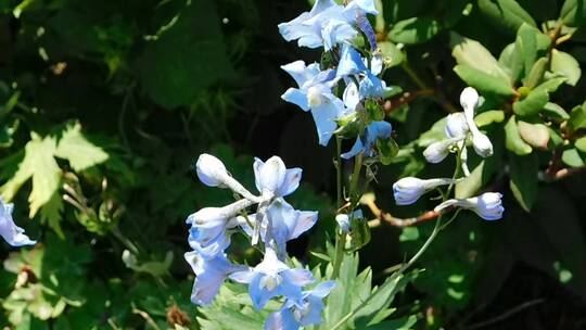 温柔的蓝色花朵绽放
