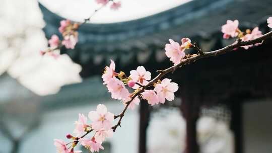 古风建筑旁绽放的樱花