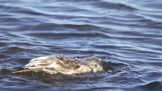 年轻的奥尔罗格的海鸥漂浮着，把头伸进海岸。中景，