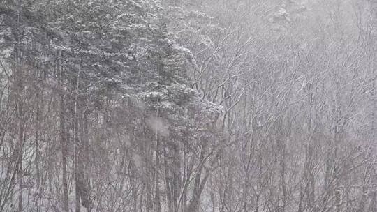 漫天飞雪大雪封山