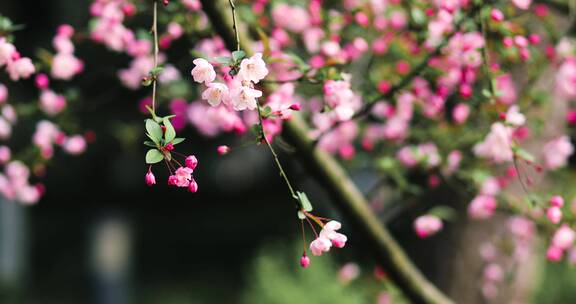 西湖海棠花