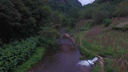 雷波马湖莼菜