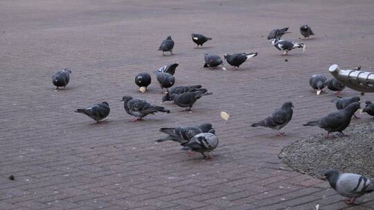 广场上吃食物的鸽子