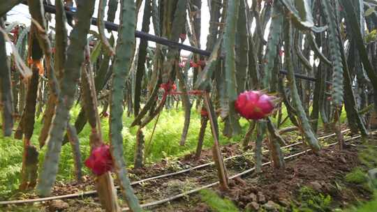 火龙果树 火龙果种植基地