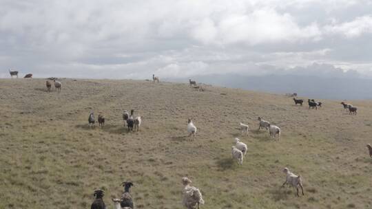 新疆塔城航拍羊群dji-dlog原片素材（可调色视频素材模板下载