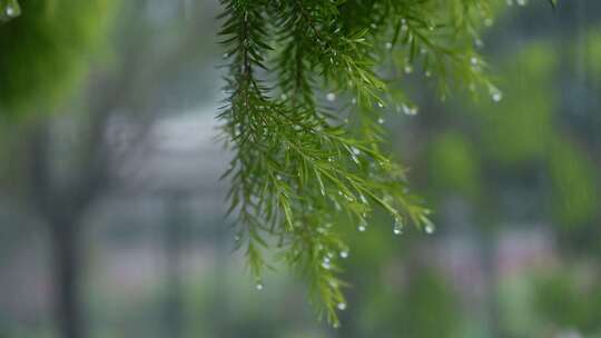 雨季雨景雨打植物树叶特写镜头