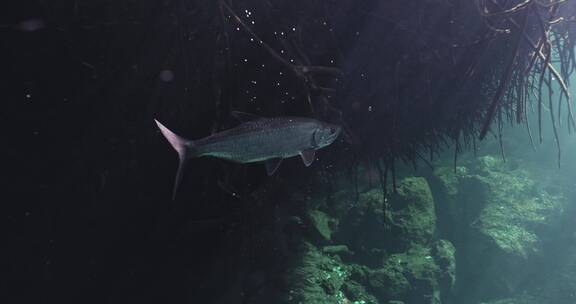 深海湖泊潜水水下水底拍摄