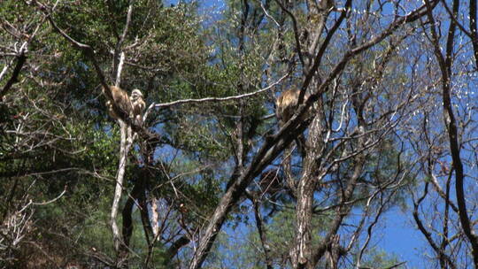 金丝猴在树上玩耍1