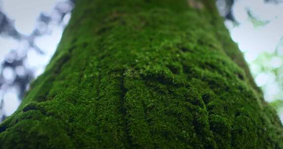 【正版素材】大自然树干特写绿色苔藓