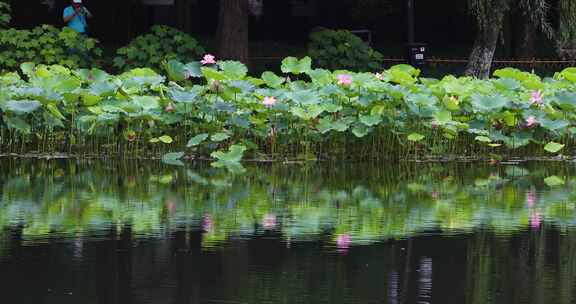 杭州西湖十景曲院风荷初夏风光