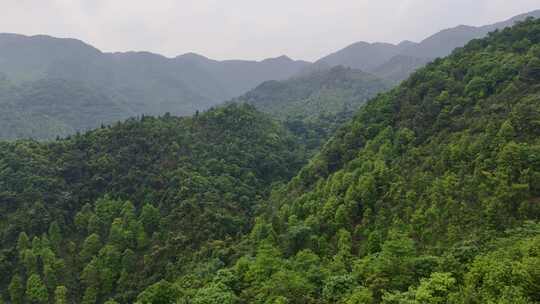 山林郁郁葱葱全景