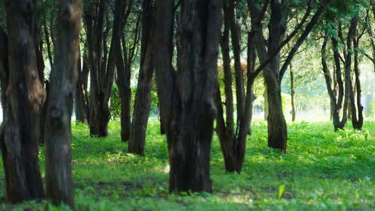 夏天阳光树叶立夏夏至小暑大暑夏日小清新