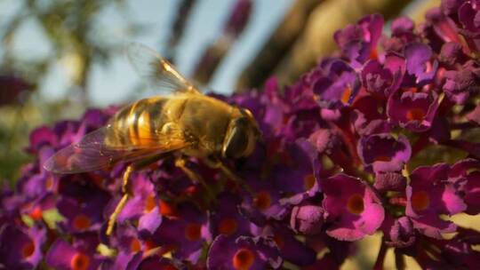 3805_大黄蜂在一朵紫色的花上视频素材模板下载