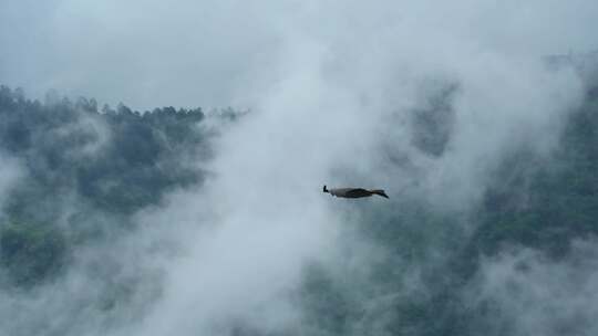 翱翔天空森林的老鹰