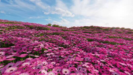 红色菊花花海