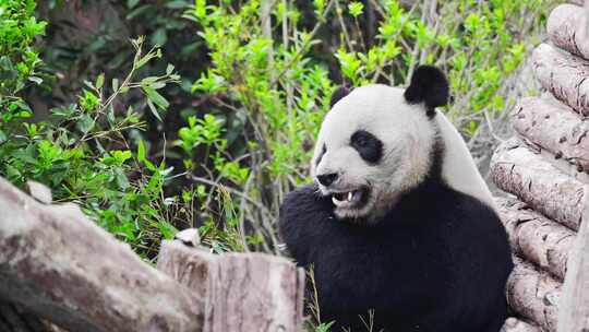 大熊猫  熊猫吃竹子视频素材模板下载