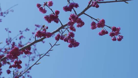 樱花蜜蜂采花和茶园风光