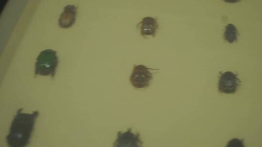金龟子蟑螂甲壳虫昆虫标本展览