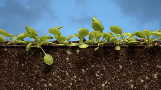 植物生长延时农作物生根油菜发芽成长春天