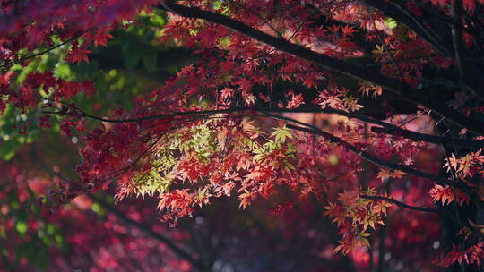 秋天红色的枫树叶视频素材模板下载