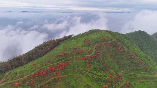 云海下的高山映山红茶园