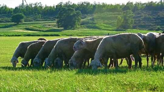 草原上放牧的羊群生态农业