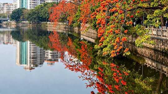 河畔盛开木棉花城市风景