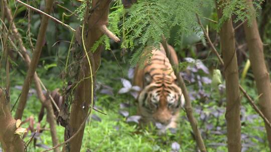 一只老虎缓缓行走在丛林中