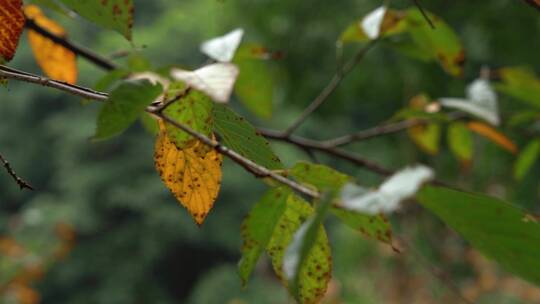 自然写意实拍初秋枯黄的树叶斑点视频