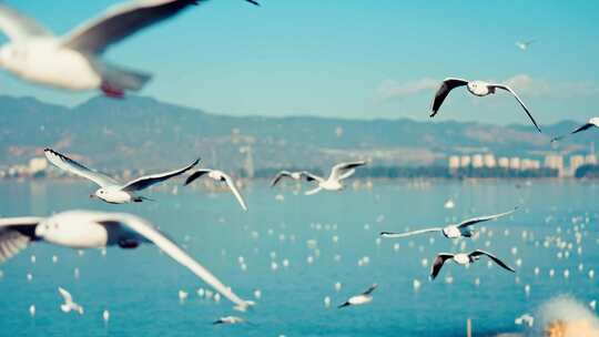 冬日暧阳下的昆明海埂大坝