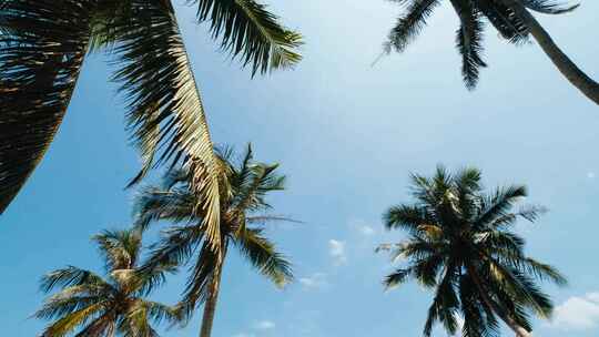 夏天阳光下海南的椰树林