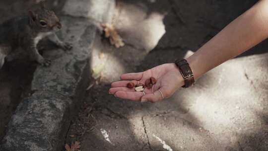 女人拿手上的花生坚果喂食给松鼠