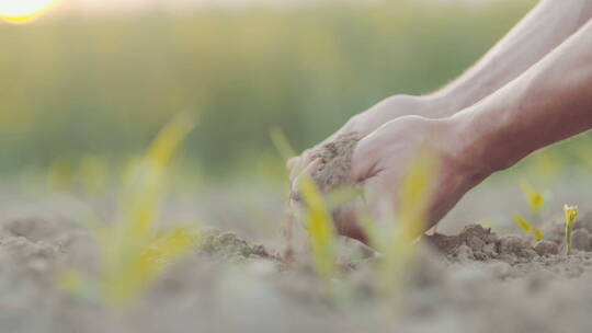 农民双手捧起土壤的特写视频素材模板下载