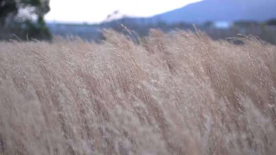 风吹芦苇荡