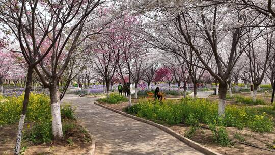 孤柏渡飞黄旅游区樱花园鲜花盛开