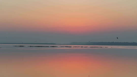 江西鄱阳湖候鸟群