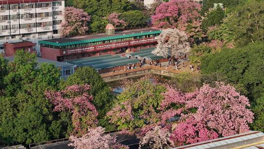 中国广东省广州市天河区华南师范大学异木棉