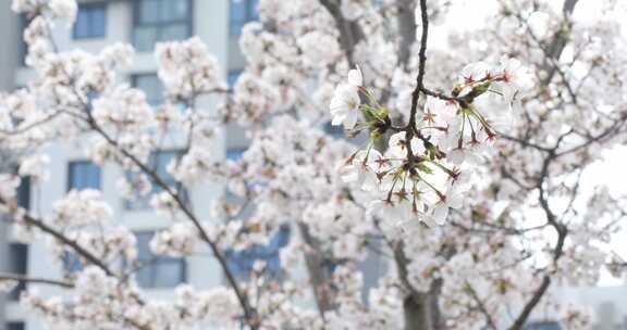 公寓楼前樱花盛开 春回大地阳光春意