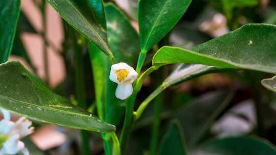 柚子花 橘子花 柑橘花 橙子花 花开延时